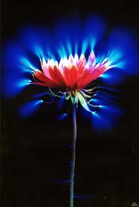 Аура цветка