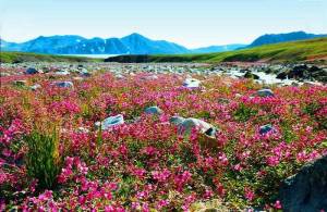 Тундра цветет