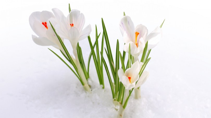 Еще первоцветы