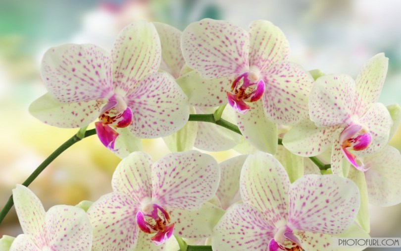 beautiful-pictures-of-flowers-desktop-i18