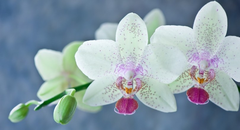 Белые Орхидеи