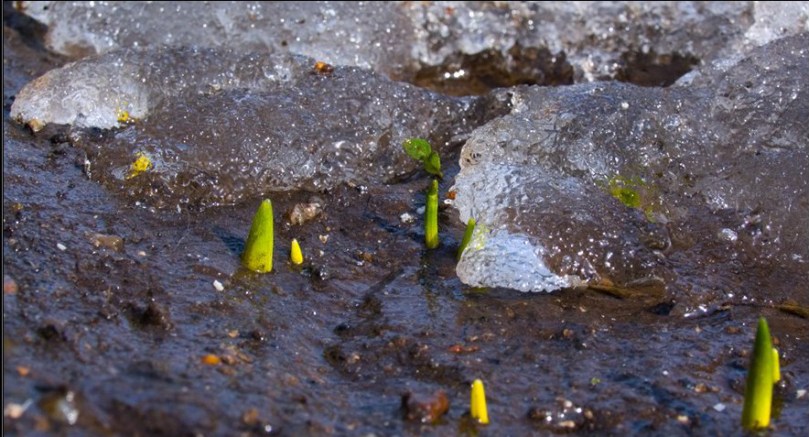Ростки Нового Мира Живая Этика Агни Йога
