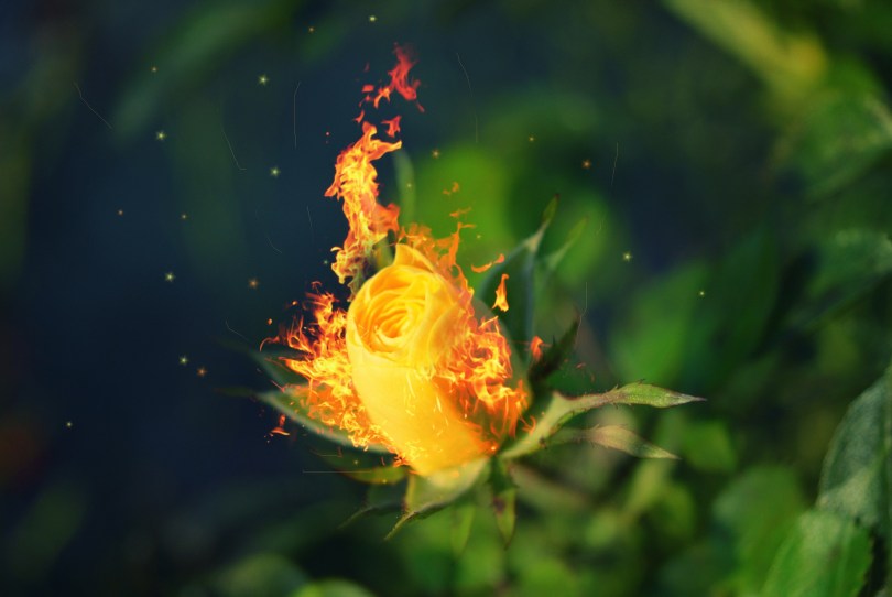 Пусть расцветет огненный цветок