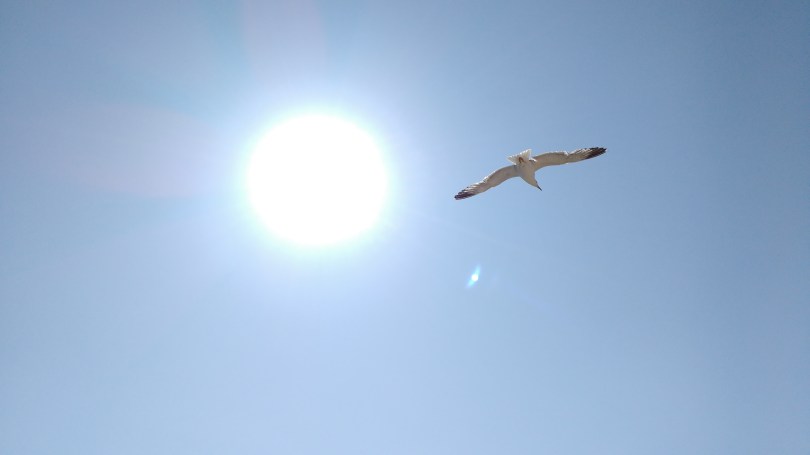 nature-bird-wing-light-sky-seabird-fly-seagull-gull-flight-blue-blue-sky-birds-portugal-sol-day-atmosphere-of-earth-1218935