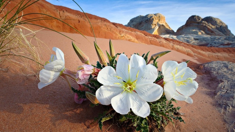 Претерпевший до конца спасен будет